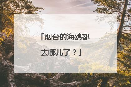 烟台的海鸥都去哪儿了？