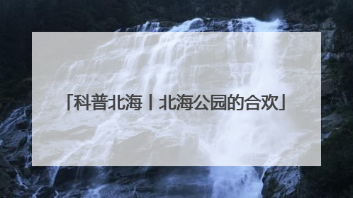 科普北海丨北海公园的合欢