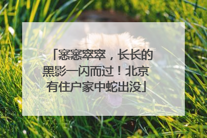 窸窸窣窣，长长的黑影一闪而过！北京有住户家中蛇出没