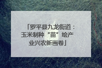 罗平县九龙街道：玉米制种“苗”绘产业兴农新画卷