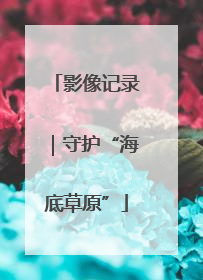 影像记录｜守护“海底草原”