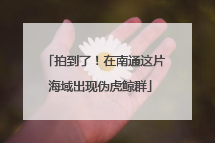 拍到了！在南通这片海域出现伪虎鲸群