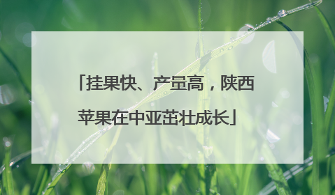 挂果快、产量高，陕西苹果在中亚茁壮成长