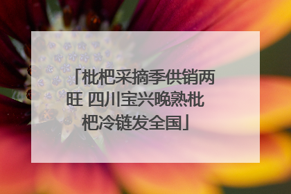 枇杷采摘季供销两旺 四川宝兴晚熟枇杷冷链发全国