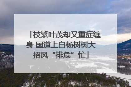 枝繁叶茂却又重症缠身 国道上白杨树树大招风“排危”忙