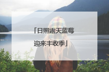 日照露天蓝莓迎来丰收季