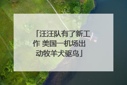 汪汪队有了新工作 美国一机场出动牧羊犬驱鸟