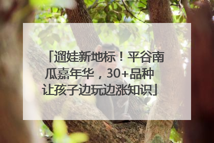遛娃新地标！平谷南瓜嘉年华，30+品种让孩子边玩边涨知识