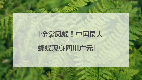 金裳凤蝶！中国最大蝴蝶现身四川广元