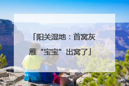 阳关湿地：首窝灰雁“宝宝”出窝了